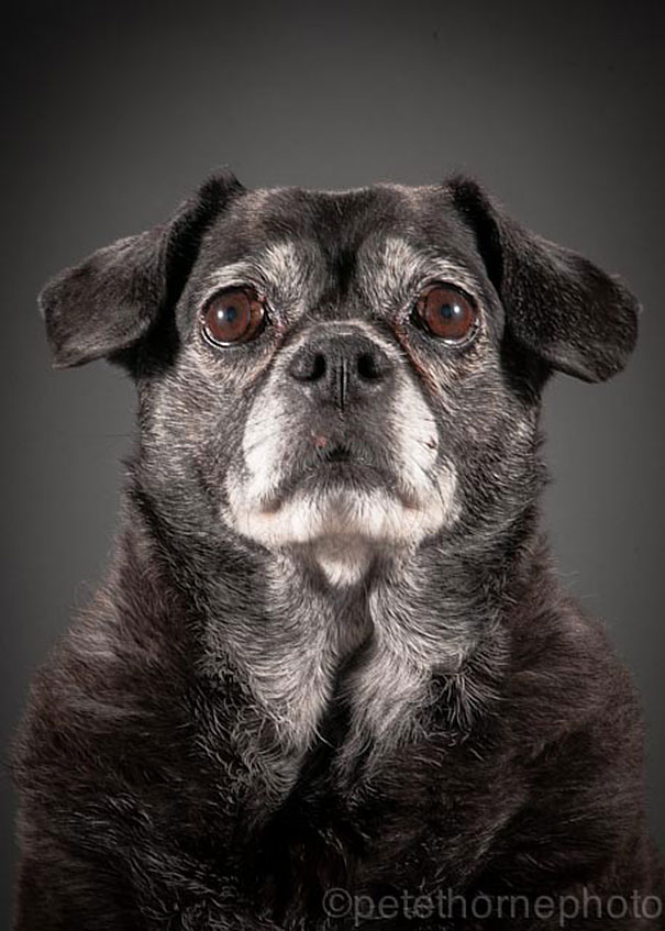 old-dog-portrait-photography-old-faithful-pete-thorne-15