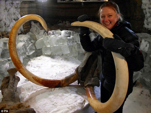 我們有可能親眼見到活生生的長毛象嗎？科學家在西伯利亞的雪中發現了保存非常完整的長毛象遺體，並表示長毛象的複製是有可能的。這隻死於4萬年前的、被科學家暱稱為「毛毛」(Buttercup)的長毛象，將在本月稍晚的時候出現在紀錄片中。