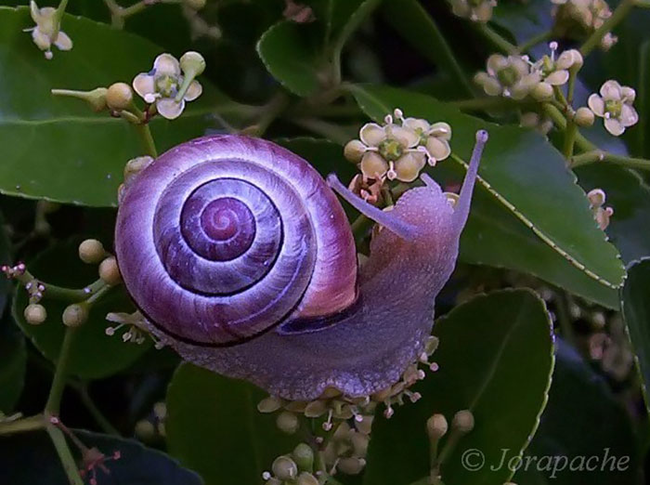 3.) 紫蝸牛 Purple Snail