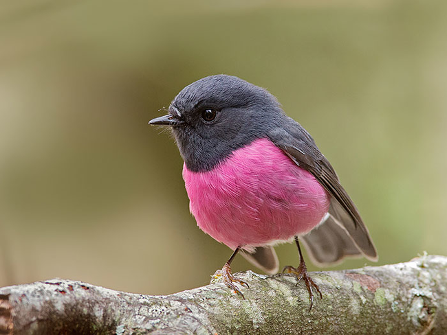 10.) 粉紅知更鳥 Pink Robin