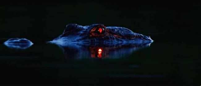 会了拍摄这些照片，Larry来到了佛罗里达 (Florida) 近乎是全然漆黑的沼泽。