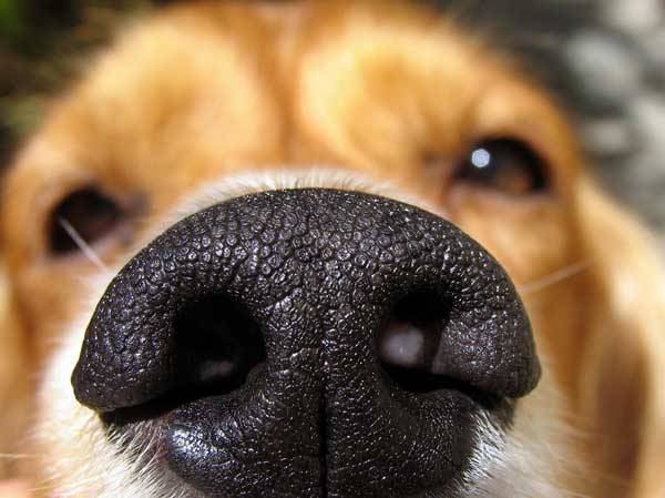  狗狗的嗅覺筆人類靈敏10000倍！