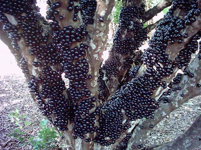 嘉寶果奇特的地方就是它的果實直接長在樹枝和樹幹上。