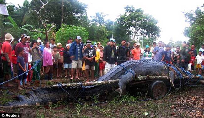 在2011年，在菲律宾马尼拉 (Manilla) 南方的一个小镇，居民们抓到了一只世界上最大、活生生的鳄鱼。