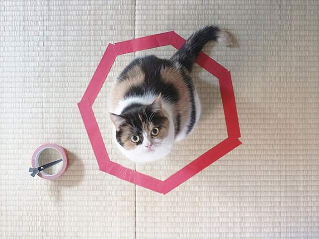 在地上設置一個圓圈，貓咪就會無法自拔的走進去。