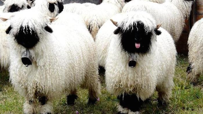 黑鼻羊  (Valais Sheep)