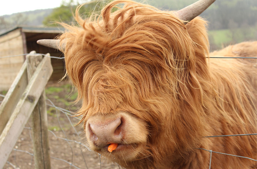迷你高地牛  (Mini Highland Cow)