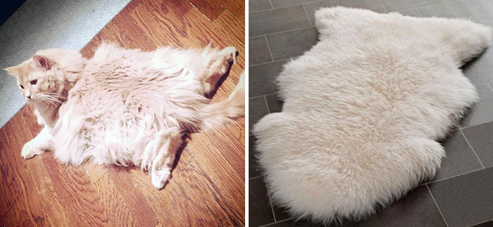 12. 貓咪 vs. 地毯