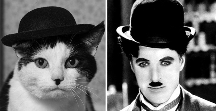 15. 猫 vs. 卓别林 (Chaplin)