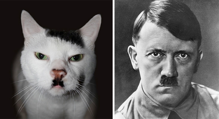 3. 猫 vs. 希特勒