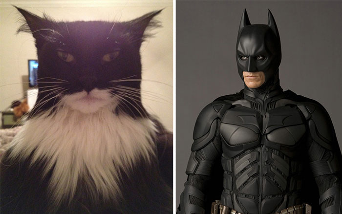2. 蝙蝠貓 vs. 蝙蝠俠