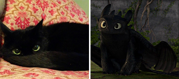 1. 小黑猫 vs.《 驯龙高手》的没牙 (Toothless)