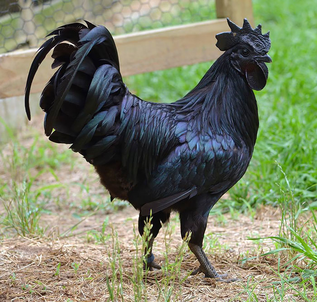9.) 黑雞 Ayam Cemani Rooster