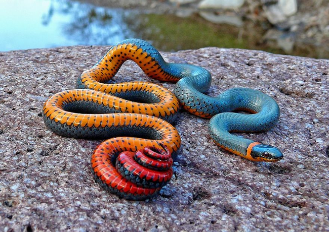 4.) Regal Ring-neck Snake