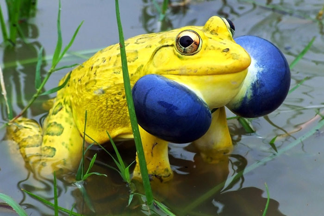 17.) 印度虎紋牛蛙 Indian Bull Frog