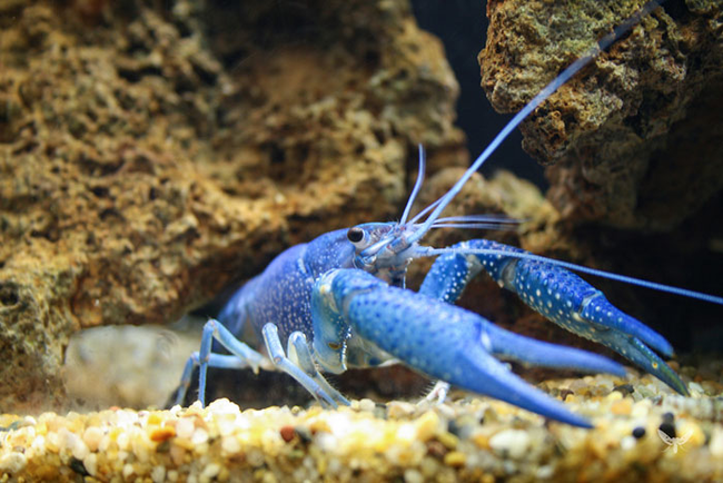12.) 藍色龍蝦 Blue Lobster
