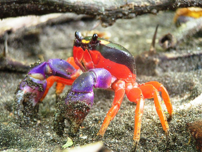 13.) 萬聖節陸蟹 Halloween Crab