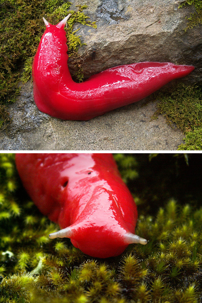 21.) Red Slug
