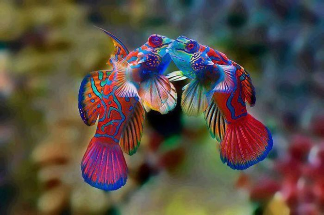 15.) 花斑連鰭䲗 Mandarin Fish