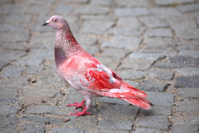 19.) Polish Pigeon