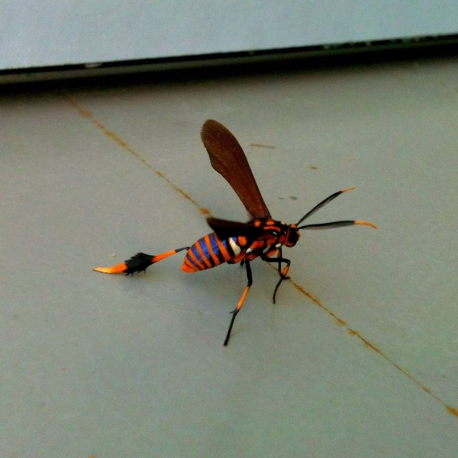 7.) 德克薩斯蜂蛾 Texas Wasp Moth