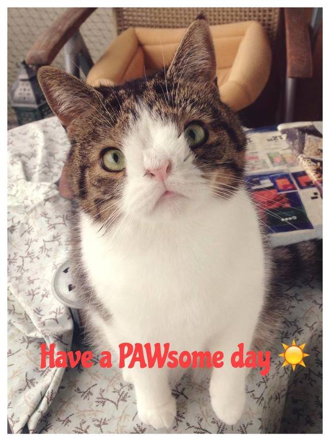 Have a Pawesome Day (Pawsome 跟 Awesome同音，就是祝你有一个"超"棒的一天)