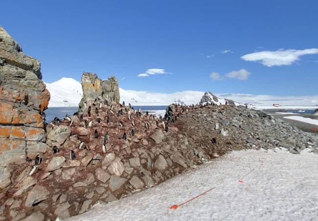 半月岛，南极洲  (Half Moon Island, Antarctica)