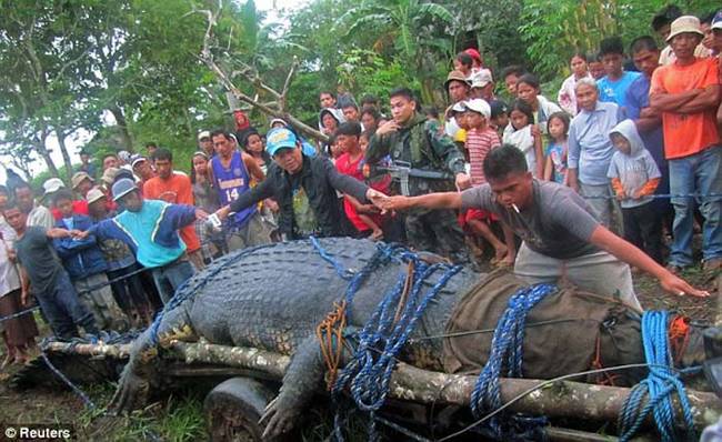他们没有将鳄鱼杀死，反而送到了附近南阿古桑省 (Agusan) 新开张的生态观光园区。当然，他们也要先好好地拍些照片在说。