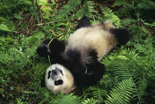11.如果一隻大熊貓生下了雙胞胎，幾乎只能留下一隻，另外一隻會死掉。