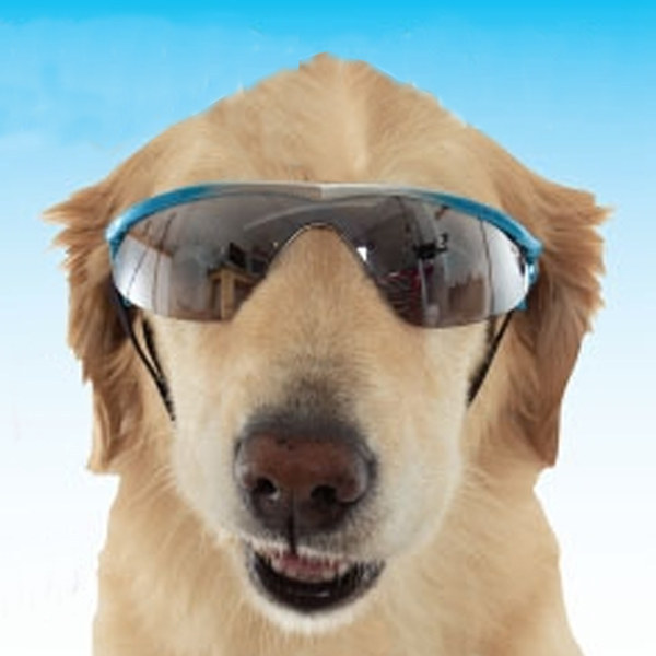 19. 给狗狗的太阳眼镜。