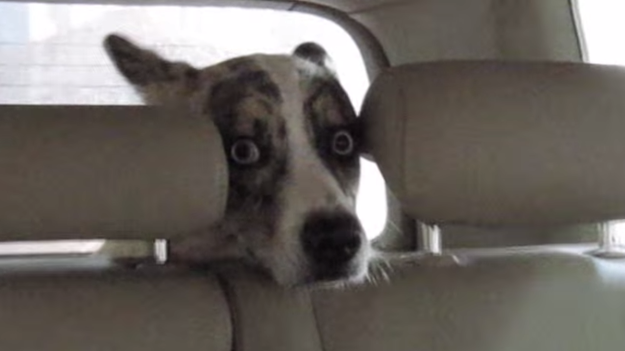 When you fear for your life in the car but you've promised not to backseat drive: