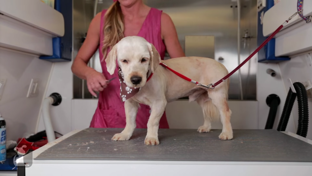 根据The Pet Collective的影片显示，查理的大改造救了他一命！他在2天后随即遭到领养。