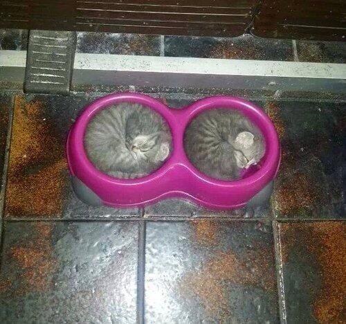 真好奇这些小猫躺在里面做什么...