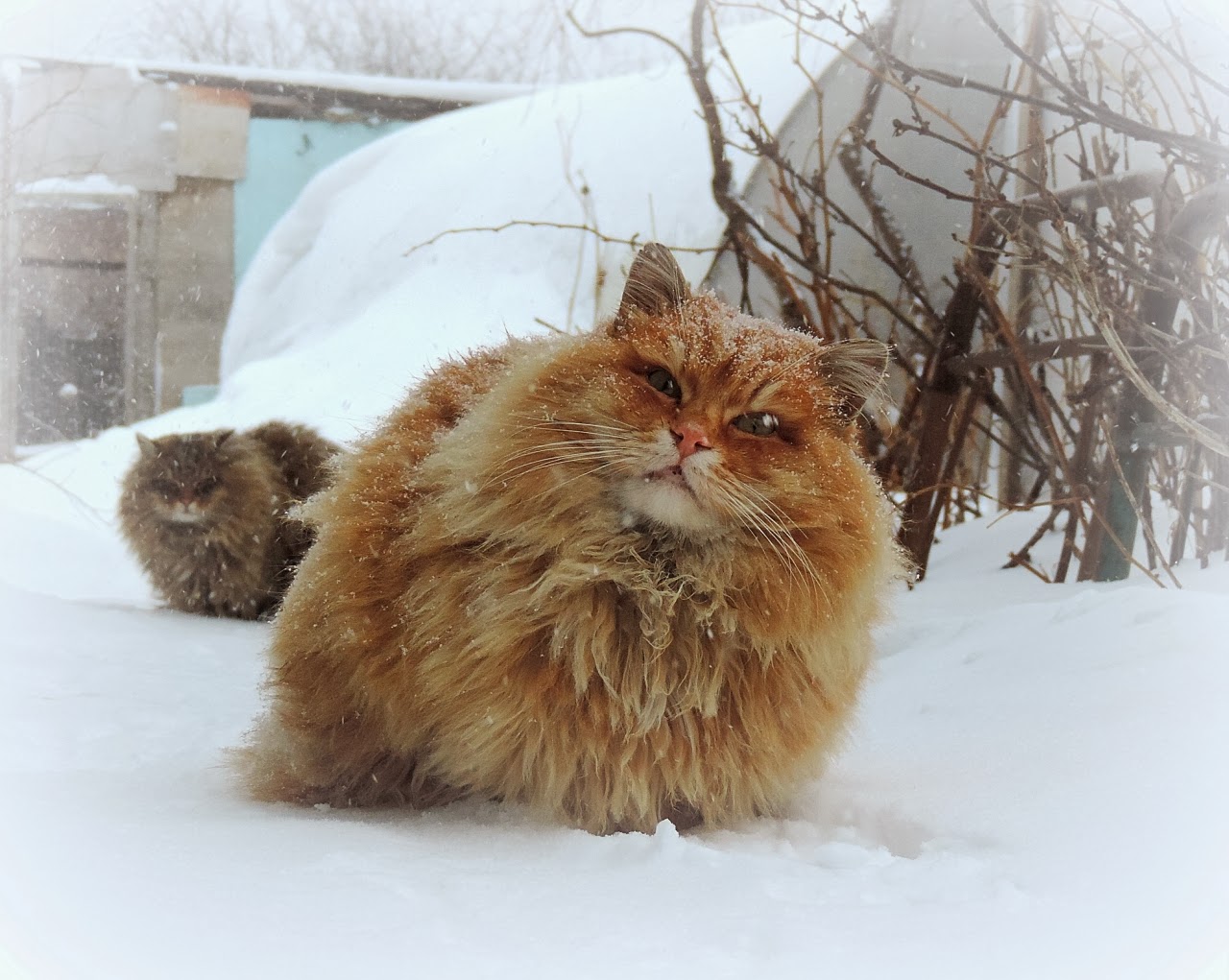西伯利亞貓  (Siberian Cat)