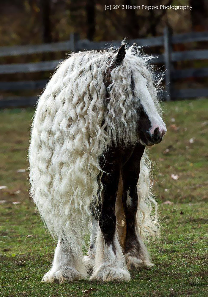吉普賽馬  (Gypsy Vanner Horse)