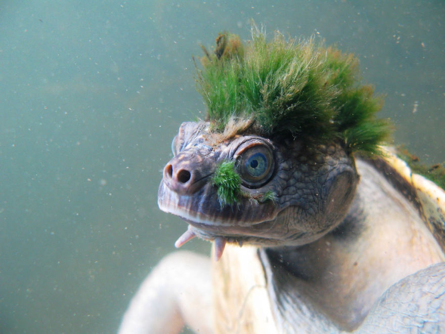 龐克頭瑪麗河龜  (Mary River Turtle With Punk Algae Mane)
