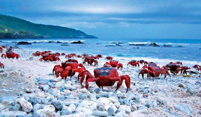 當螃蟹們終於到達海邊時，他們就只有一個任務：交配。