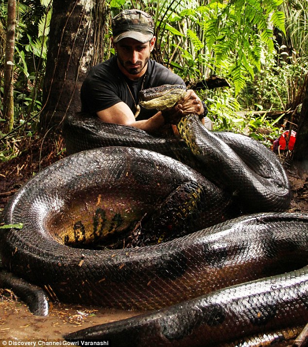 節目播出，他們一行人來到亞馬遜的源頭，找到了一條母的大蟒蛇。在準備完成後，Paul接近了大蟒蛇，然後讓她將他纏繞吞下。