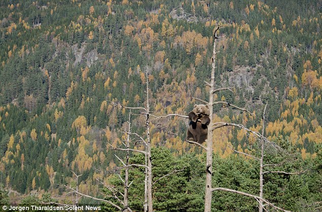 小棕熊在树上享受森林的景致，累了就打瞌睡。