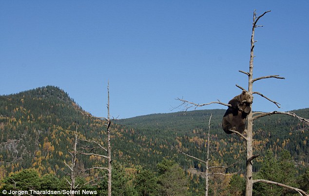 难以置信，小棕熊就这样处于大树的顶端，她很聪明的分配自己身上的重量以保持平衡。  Who bears wins: Jorgen Tharaldsen, a 41-year-old game designer from Oslo, Norway, was lucky enough to see the bear sitting at the top of the tree      
