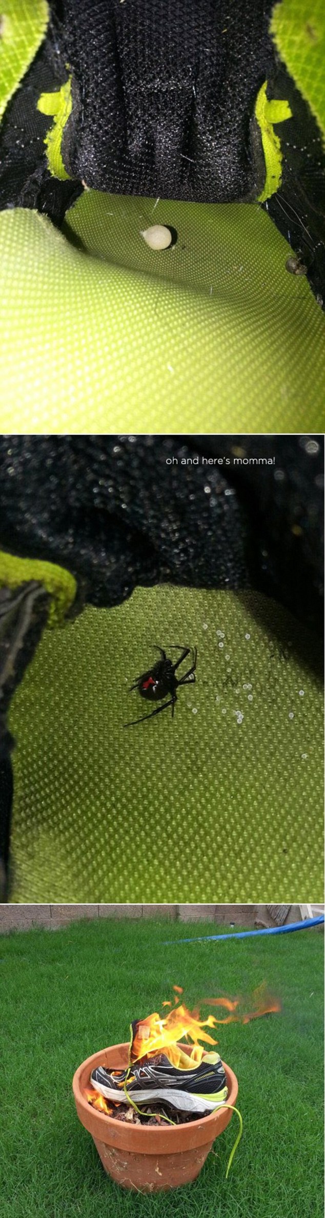 一位Reddit社群網站的使用這上傳了這張照片：他在自己的鞋中找到蜘蛛的卵，等待孵化後再把鞋子一起燒毀。 