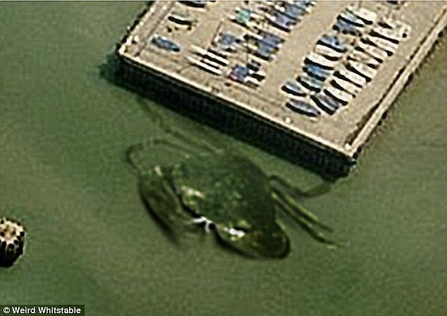先前也在英國的淺水區發現了一隻「哥吉拉等級」的螃蟹，估計有15公尺這麼大。（連結）