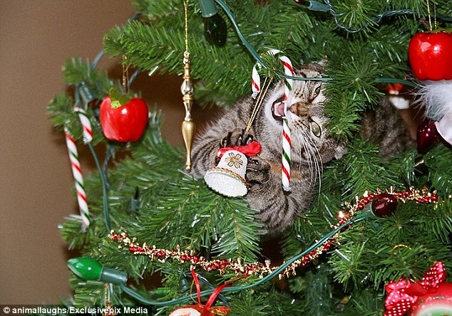 'Christmas will be mine!': Forget the Grinch, it's our cats and dogs attempting to ruin the festive period