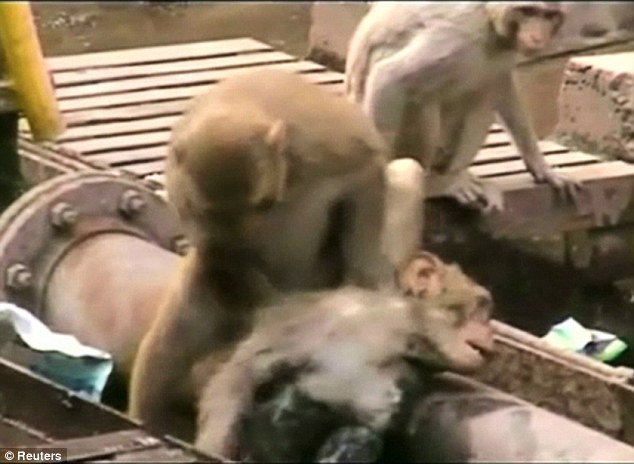 在这紧要关头，另一只猴子出现了，不停地试图要把他唤醒，一直拖拉、拍打、摇晃、甚至还咬他的头，就是要把他唤醒，这样不断地尝试了20分钟。