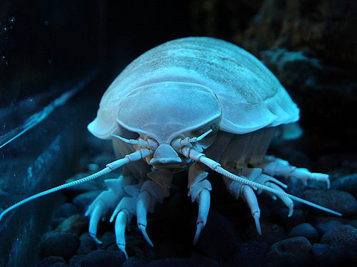 大王具足虫(Giant Isopod)