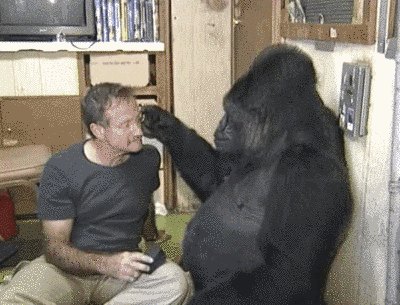 13. 大猩猩Koko在听到朋友罗宾·威廉斯过世的消息，展现出无比的哀伤。（连结）