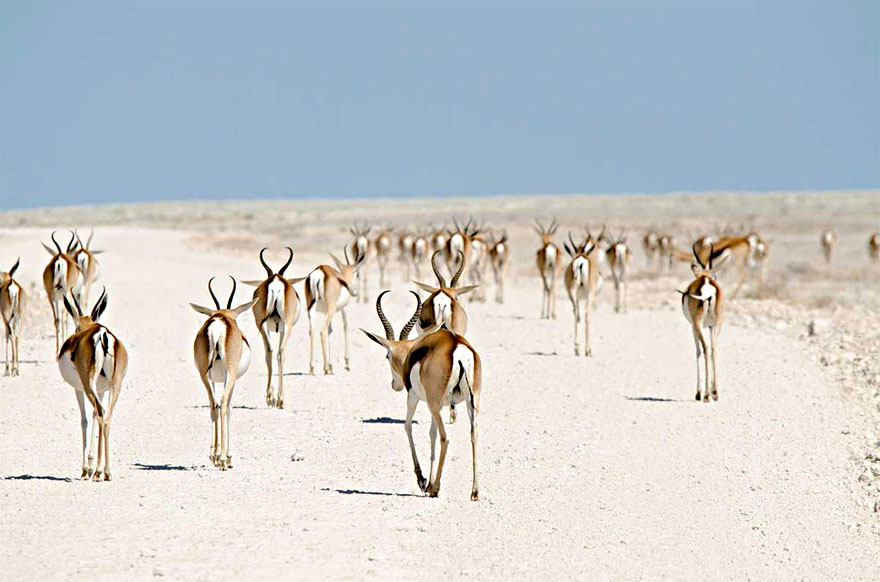 18. 纳米比亚的罗安羚羊