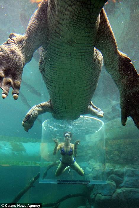在這20分鐘時間裡，你將會與身長5公尺的鱷魚Chopper共處一池。