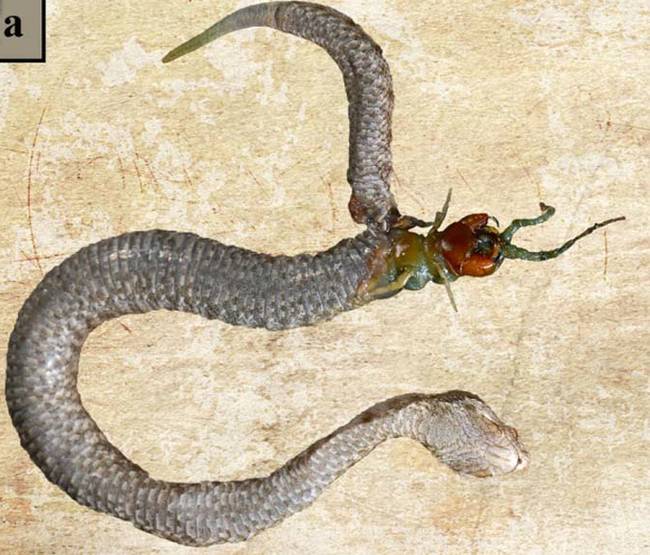 一位研究学者发现了一只死掉的蝰蛇，肚子里头还卡了一只蜈蚣。