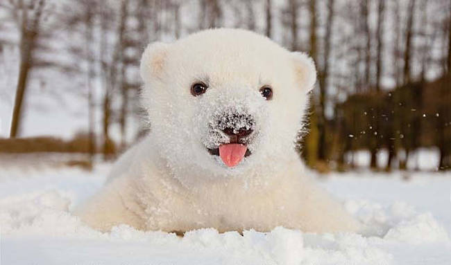 1. 这只小北极熊遇到雪的可爱模样：